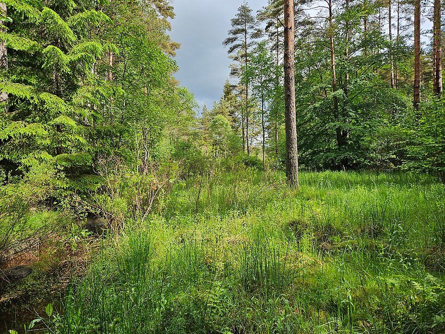 Våtmarksområde inom Brodalsbäcken som planeras återvätas