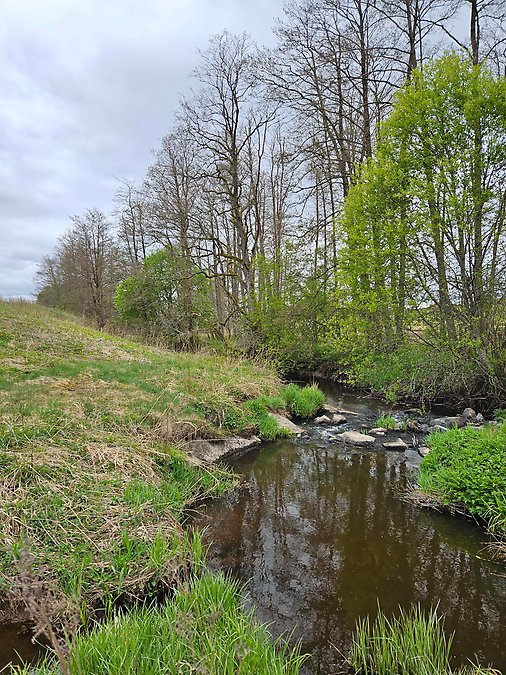 En sträcka av Gårdaån där det finns potential att återställa basnivån.