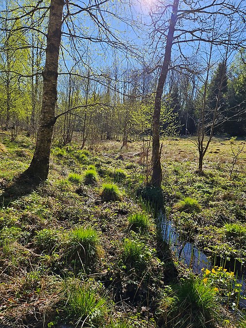 Område i Vårgårda kommun där anläggning av våtmark planeras
