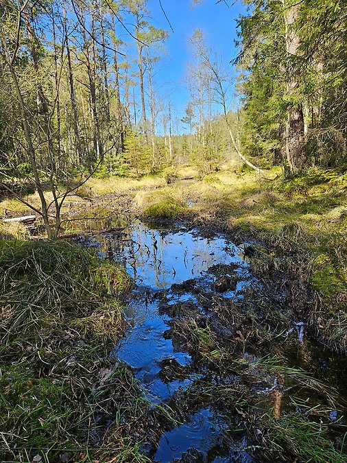 Torvmark längs Brattetjärnsbäcken som planeras återvätas